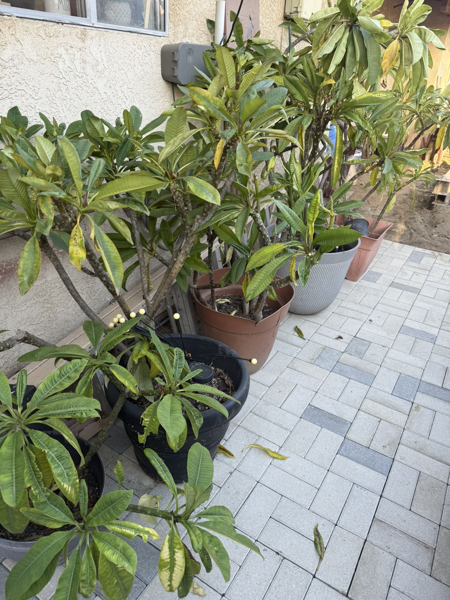 Plumeria’s