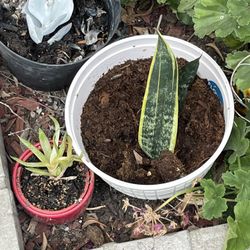 Snake Plants – Bulk Pricing Available | Easy to Grow, Air Purifying