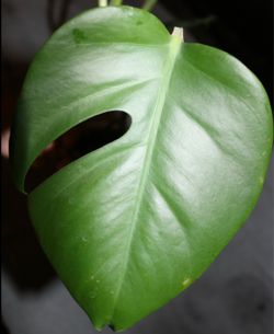 Monstera Deliciosa – Rooted Plant with Fenestration