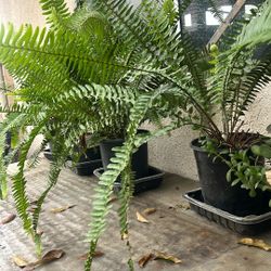 Plants 🪴 Ferns 