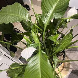 Peace Lily