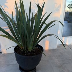 Large Walking Iris Purple 