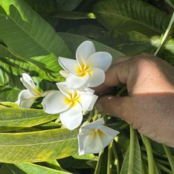 Dwarf Singapore white Cuttings 