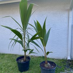 Dwarf Malayan Coconut Palm Trees