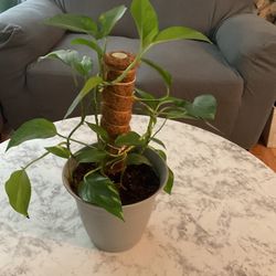 Beautiful Plant 