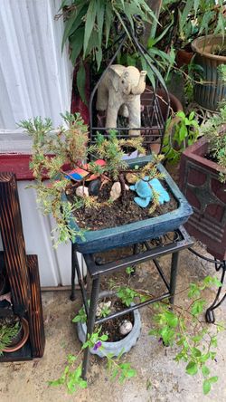 Bonsai