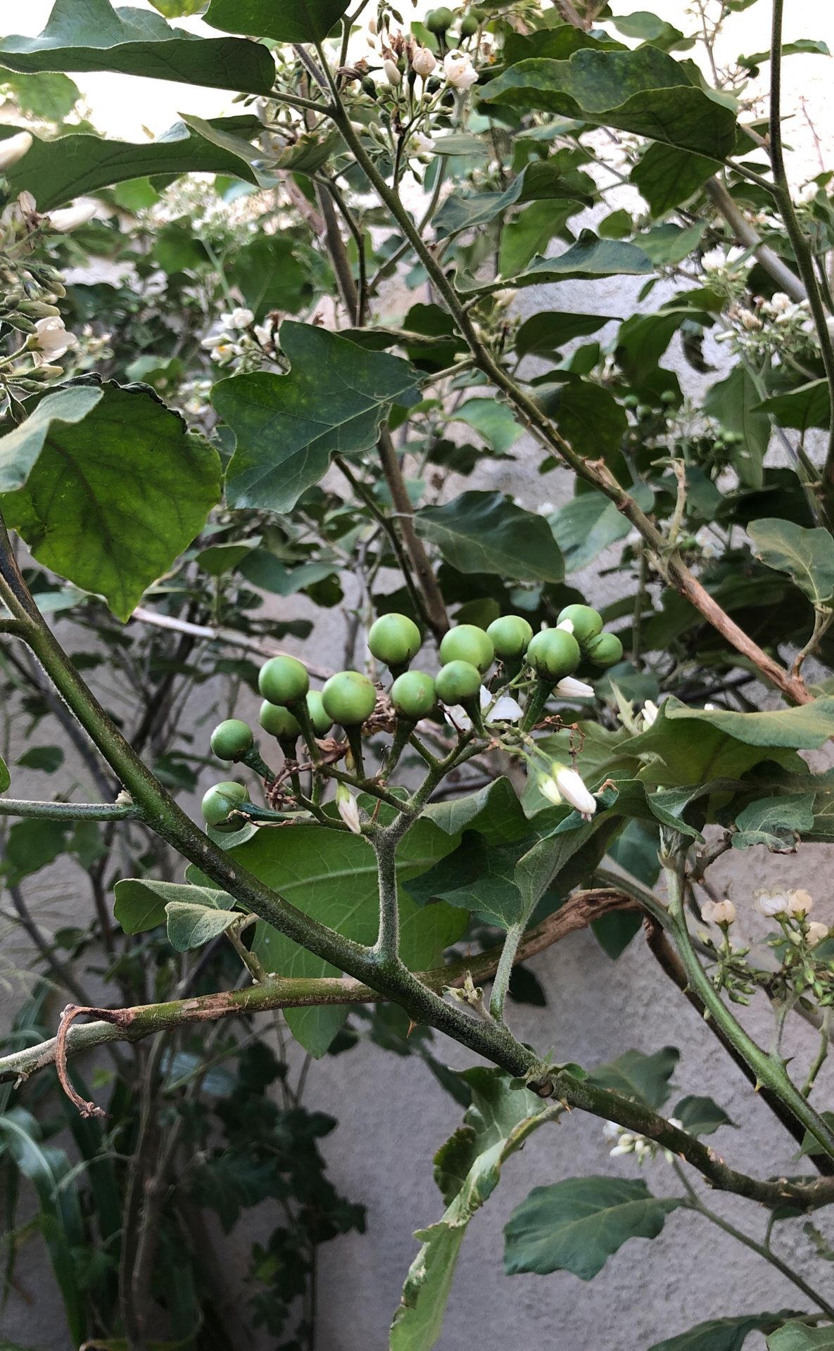 Turkey Berry or Thai Pea eggplant plant $35-$40