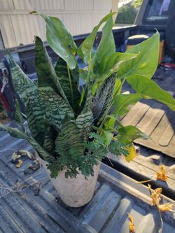 Planta por $15