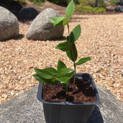 Topiary Live Plant In 4inch Pot Healthy & Rooted
