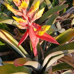 Spectacular  Long-lasting Potted Plant Landscape Plant