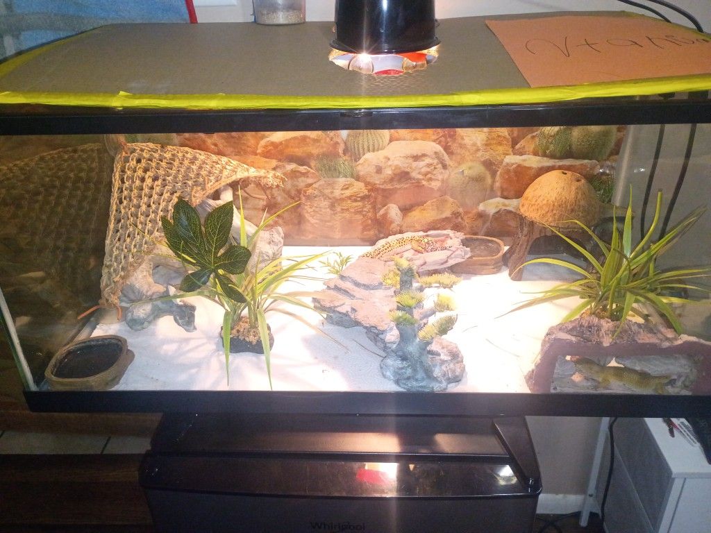 Lizard Tank