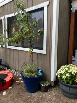 Free apple trees
