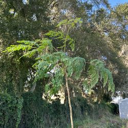 Moringa Trees