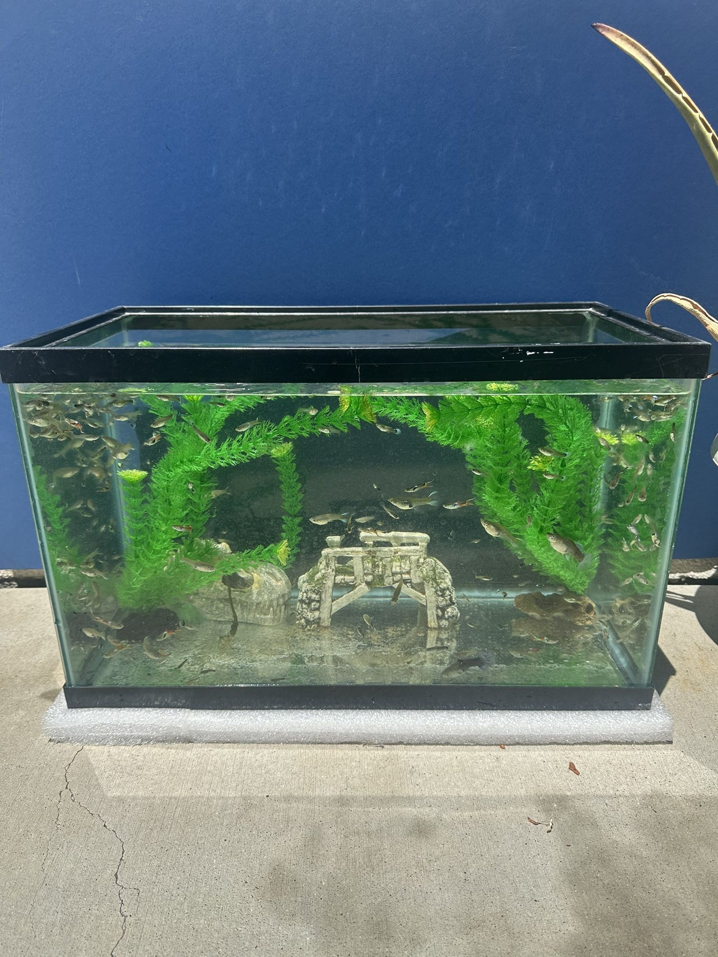 Fish Tank