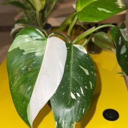White Wizard Philodendron w/ Striking White and Green Variegated Leaves