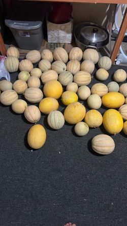 Organic Fruit-SWEET-