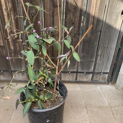 3 Gal Tradescantia Pallida Plant 