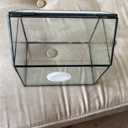 Glass Plant Terrarium 