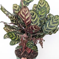 Calathea Makoyana Peacock Plant 6" Pot - Indoor House Plants