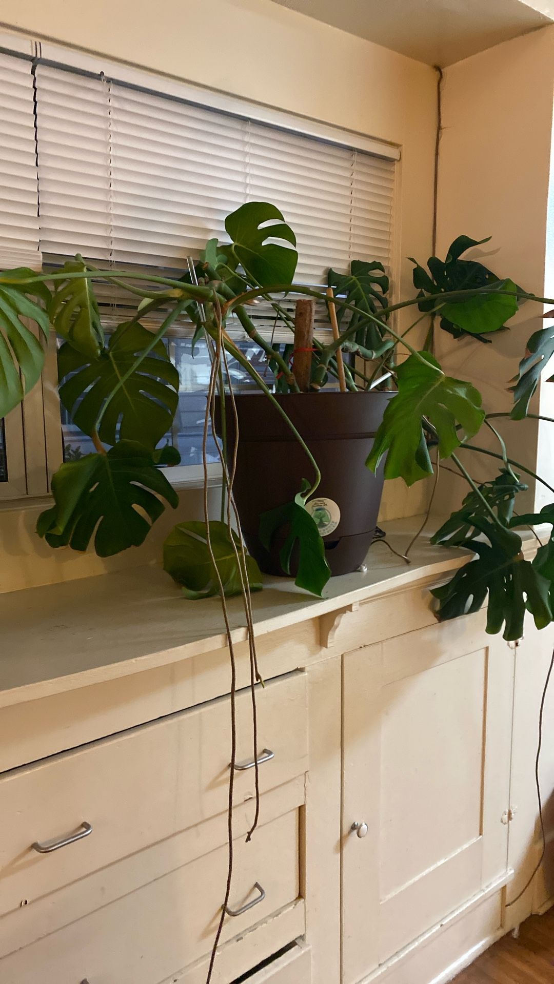 Monestera Large plant And Self Watering Pot