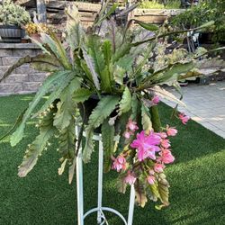 German Empress Epiphyllum 