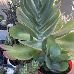 Beautiful Plant