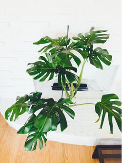 XXL Monstera Deliciosa – Healthy & Thriving 🌿