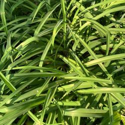 FREE Orange day Lilies 