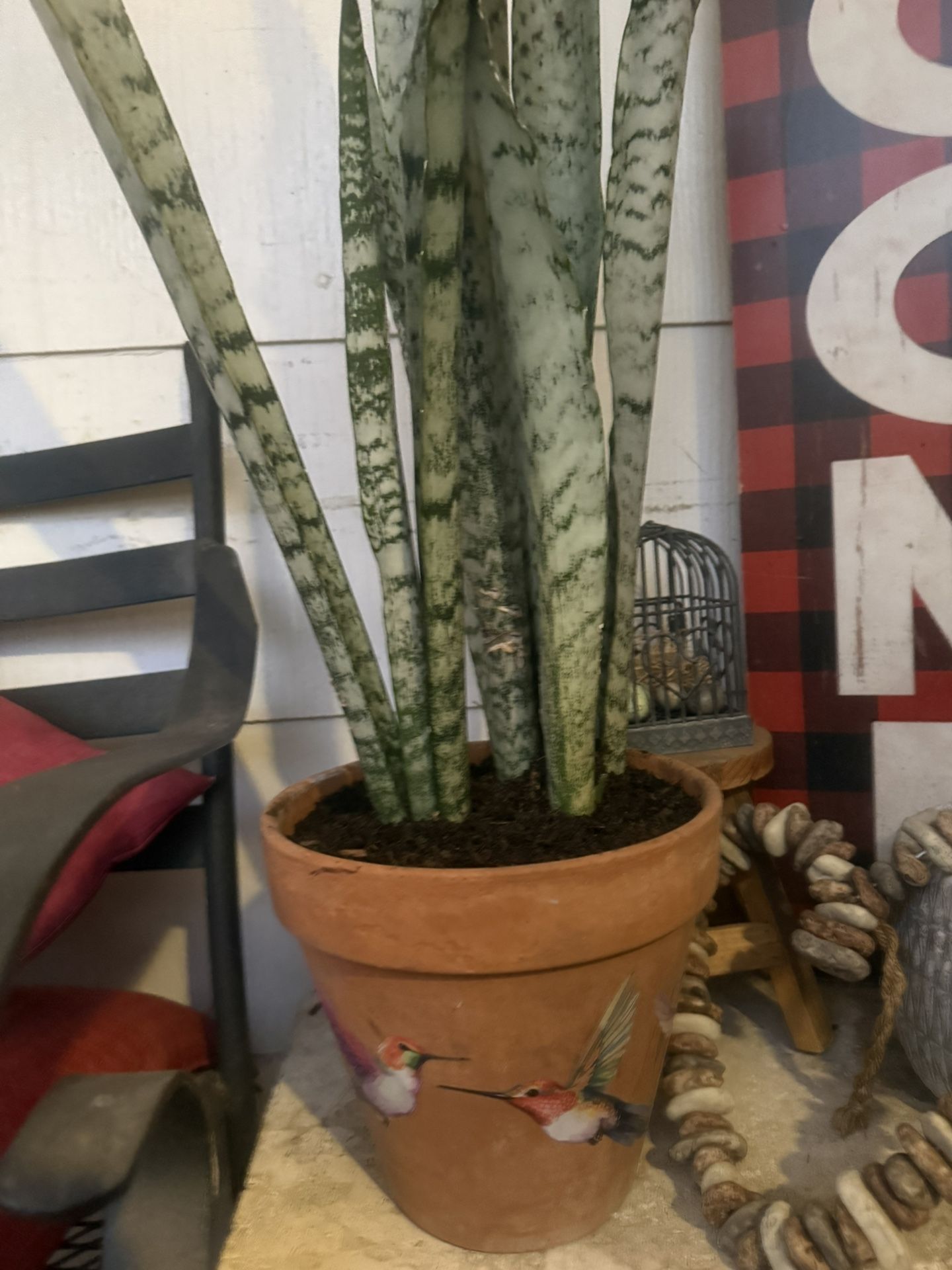 Big Snake Plant