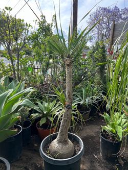 Ponytail Palm