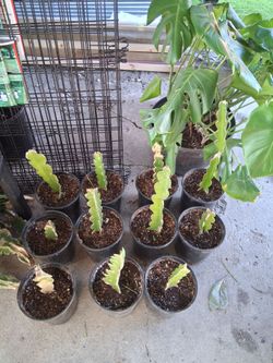 Dragonfruit Plant