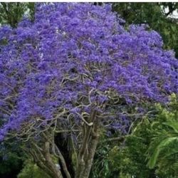 Jacaranda Trees 3F $40 Each Price Firm