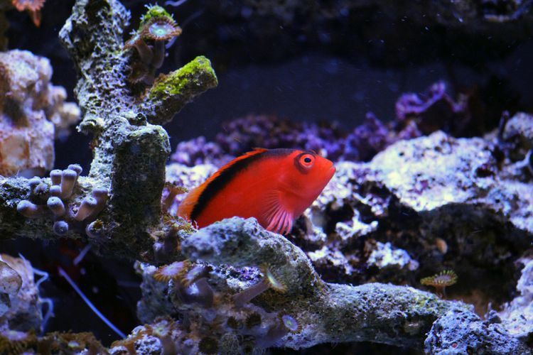 Fish Tank Decor