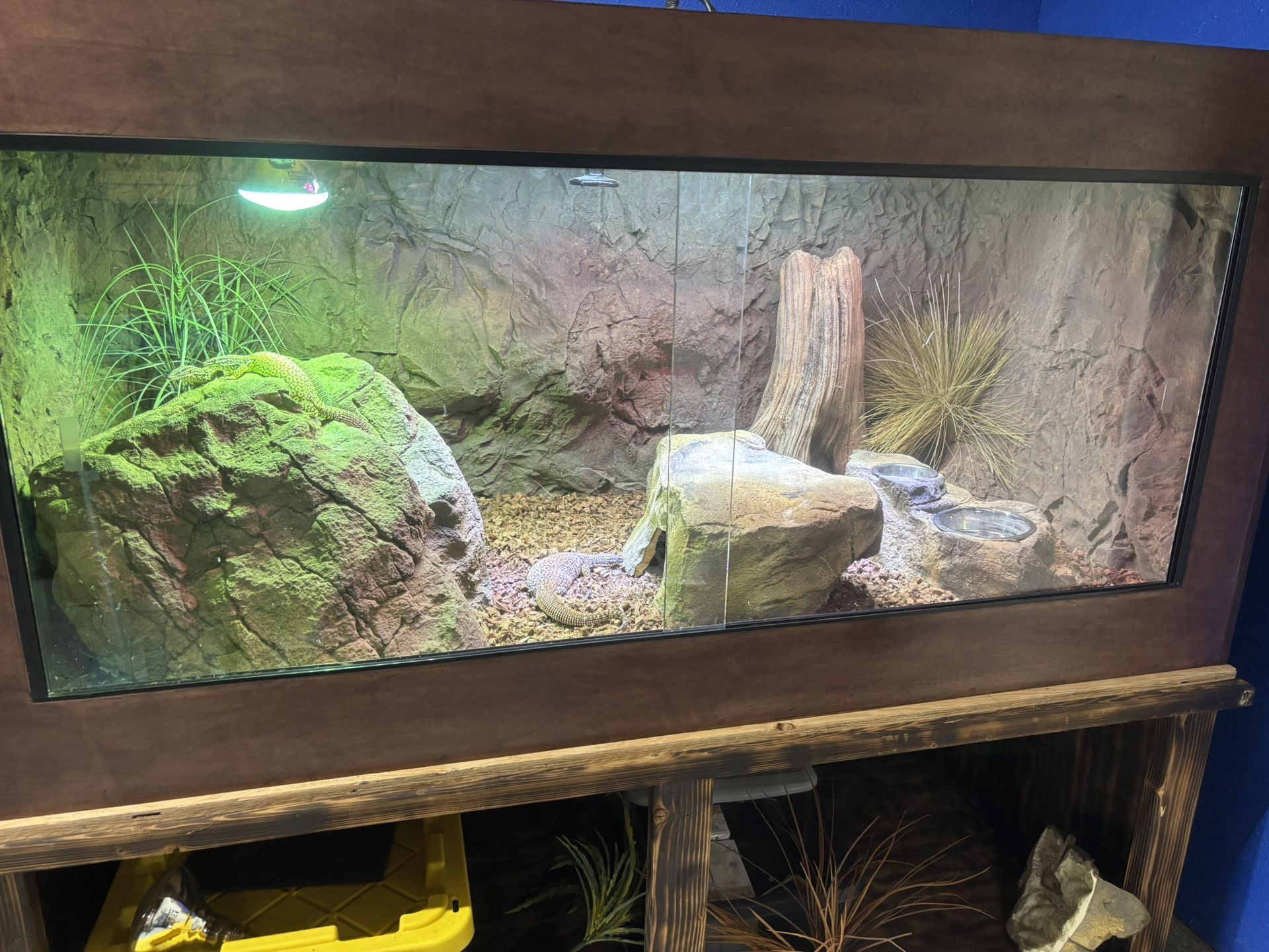 Red Ackie Enclosure