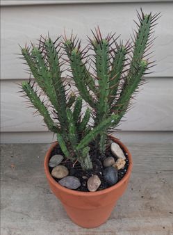 Euphorbia Enopla Pincushion succulent plant 🪴