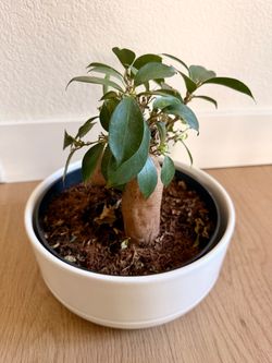 Ficus Bonsai in Ceramic Bowl