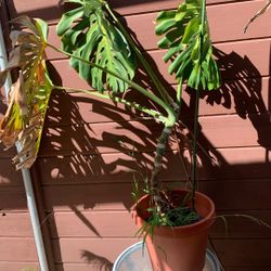 Monstera —Swiss Cheese Plant in Pot