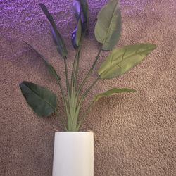 Plant Decor 