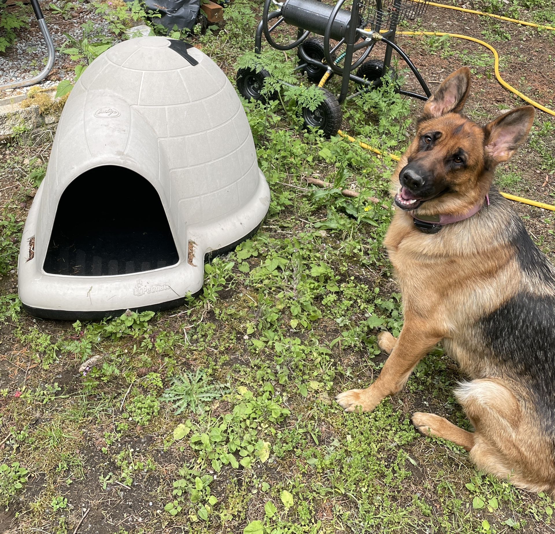 Dog House
