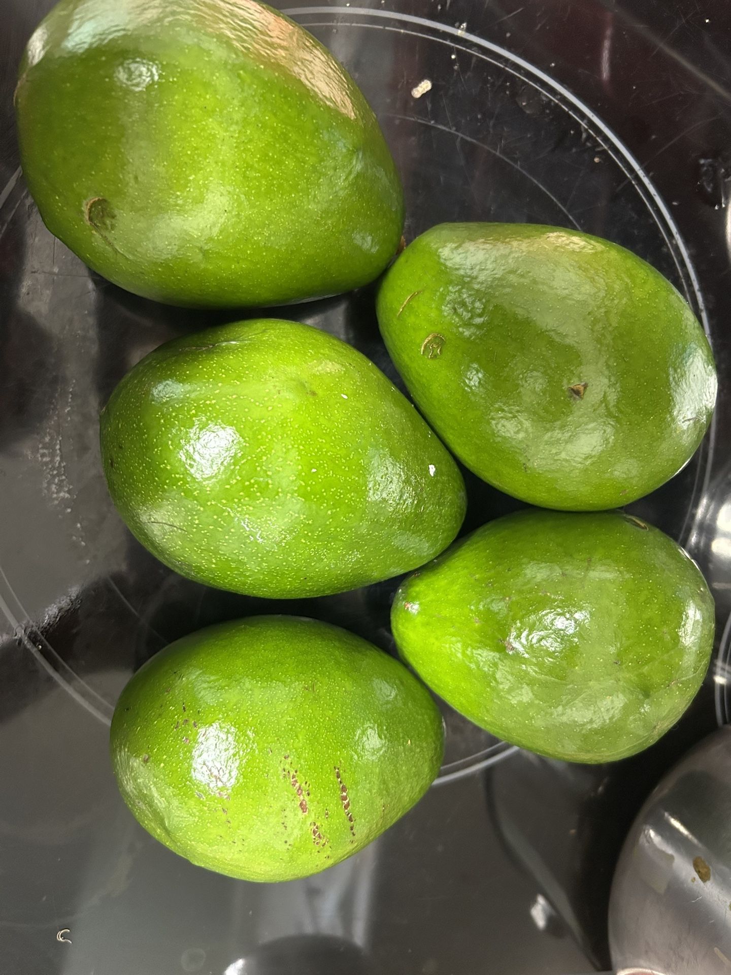 Organic Avacado