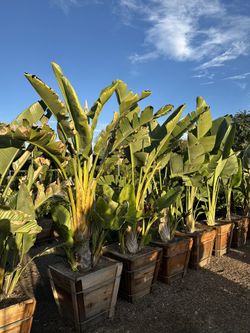 Giant Bird Of Paradise 