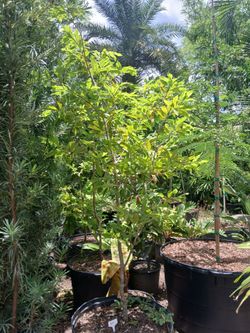 Sugar apple fruit tree 25gl $200🌳