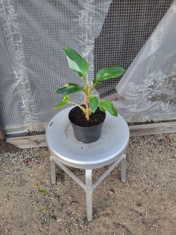 Philodendron White Princess 6" Nursery Pot