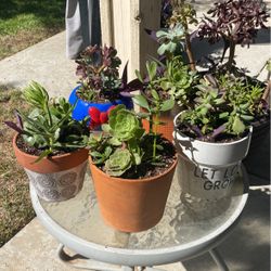 Potted Succulents 