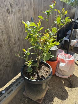 Yellow Lemon Tree