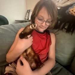 Found  Brown Ferret In BEAUMONT, Tx 