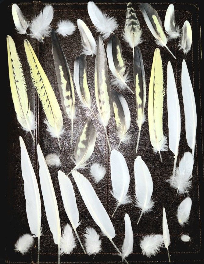 Cockatiel FEATHERS- White, Yellow, Barred