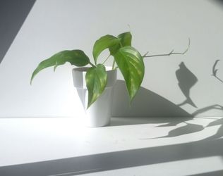 Rare Aroid Monstera Lechleriana Plant/ House Plant/ Indoor Plant/ Flower Patio Garden