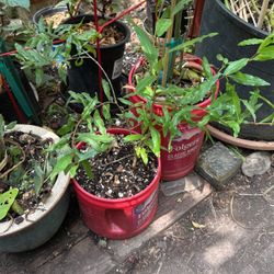 Pomegranate Plant $10