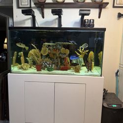 Fish Aquarium